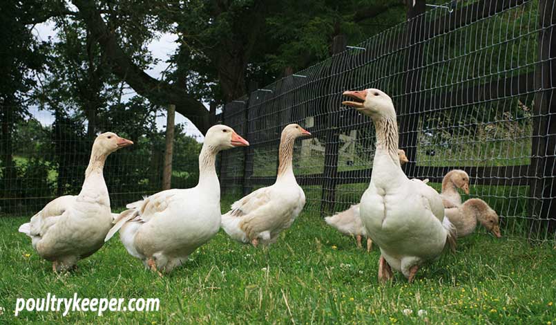 Geese in a Meadow