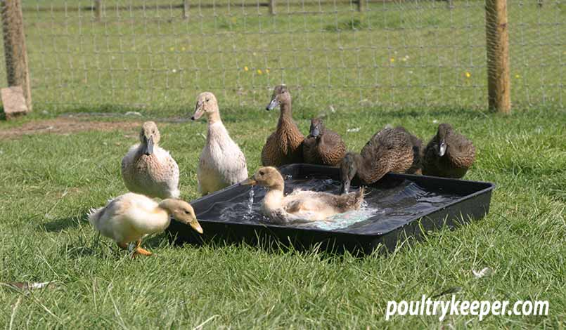 Ducks in Bath