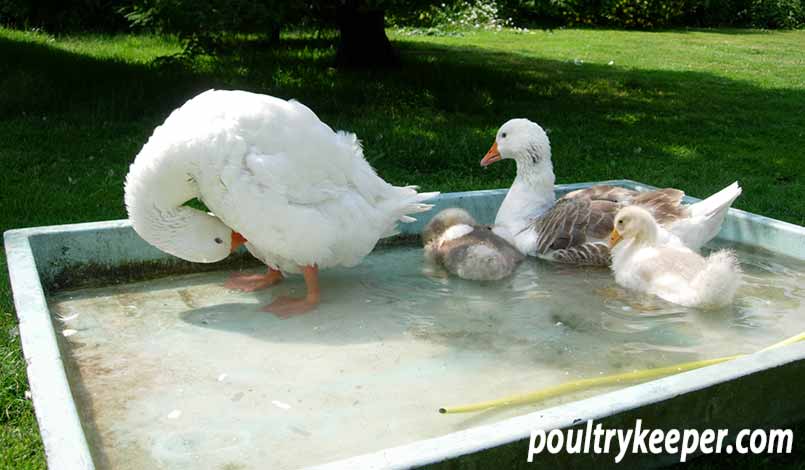 Family of West of England Geese in a Shallow Tub