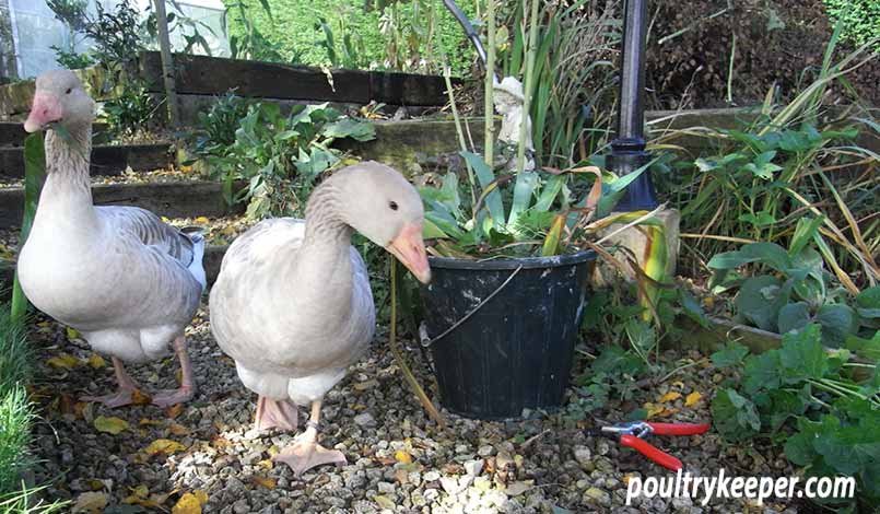 Geese in the Garden.