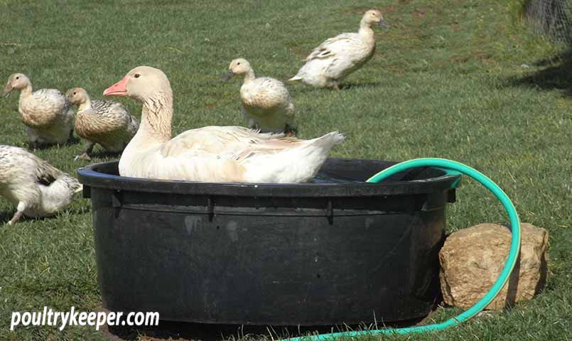 Goose in plastic water tub