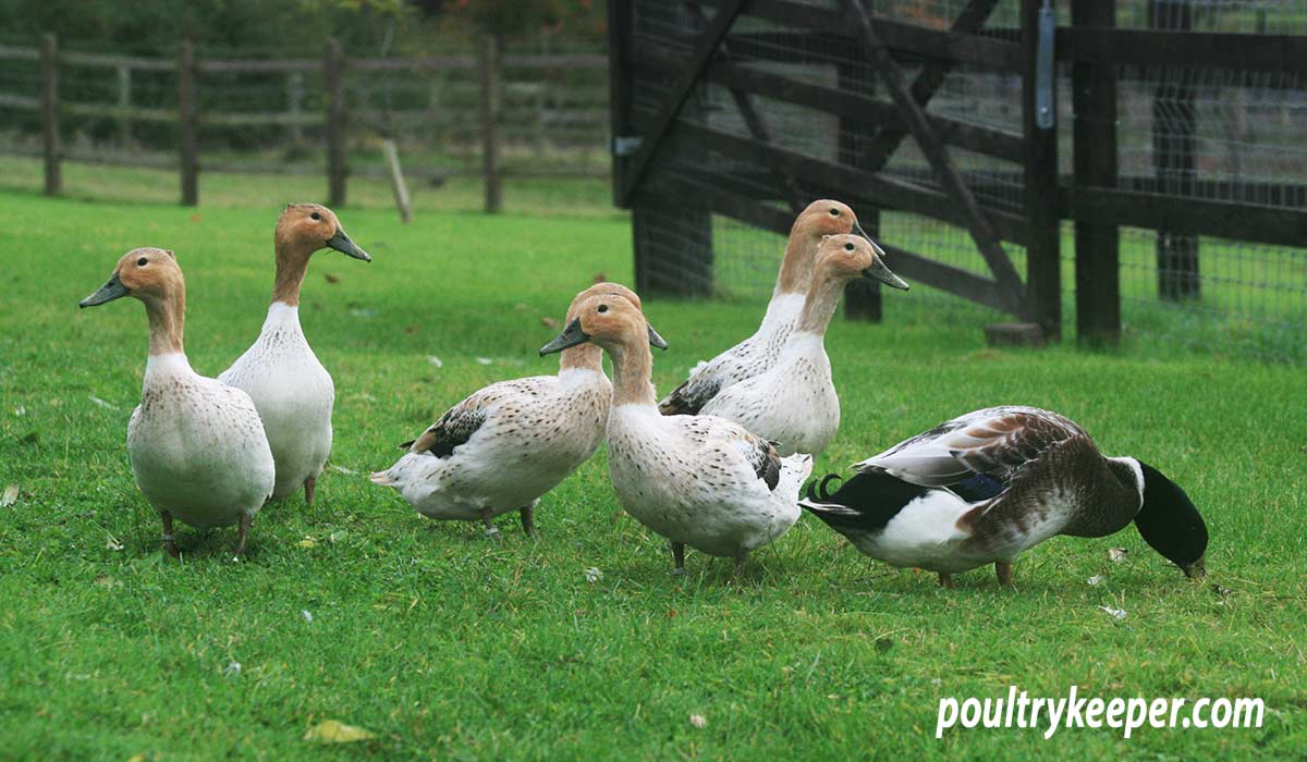 10 True Facts About Ducks - Backyard Poultry