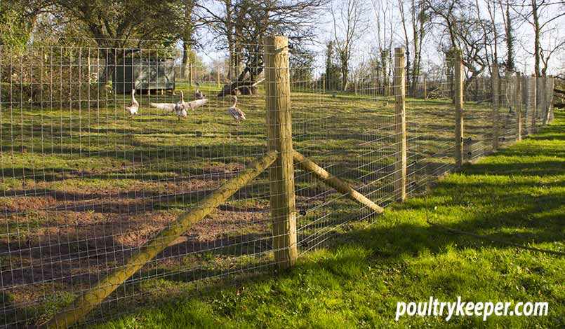 Poultry Fence for Geese