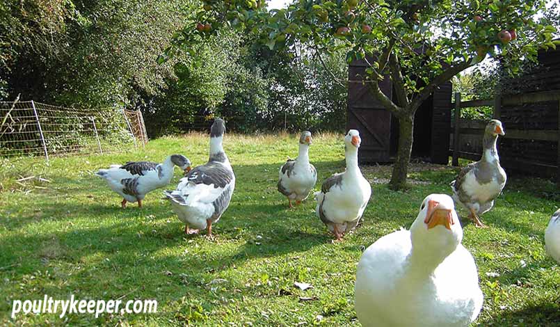 West of England Geese in an Orchard