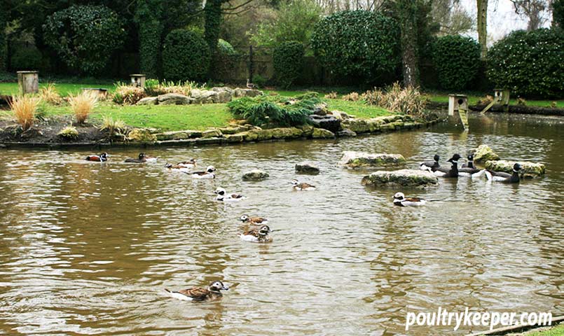 Wildfowl Pond