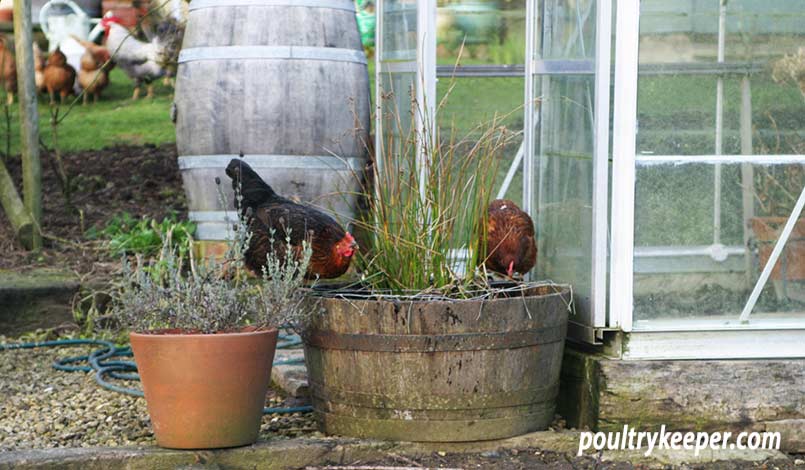 Chickens in Garden Drinking from Barrel