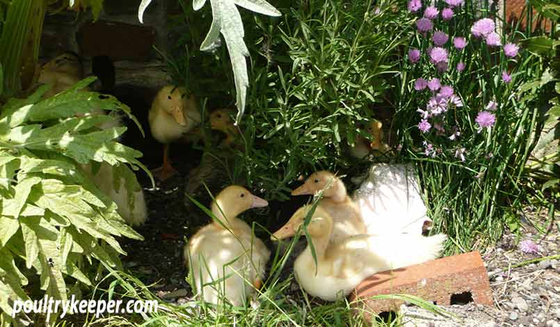 Ducklings in the Garden