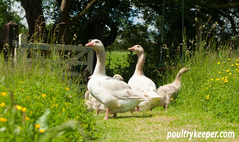 Flock of Geese