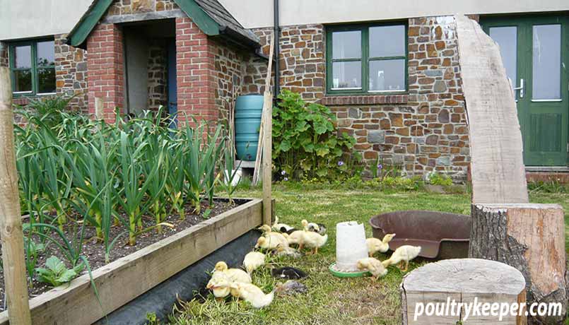 Ducklings in a Vegetable Garden