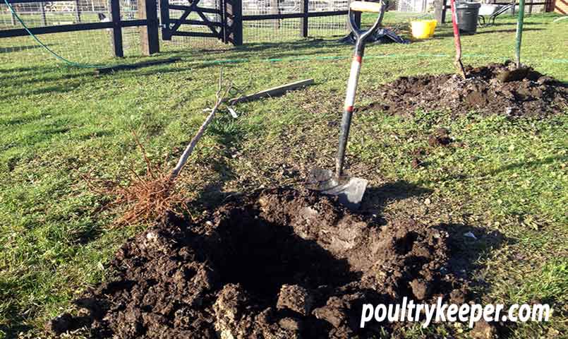 Digging Holes for Poultry Orchard Trees