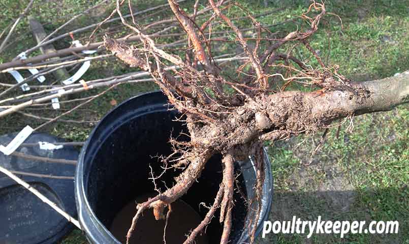 Dipping Tree Roots in