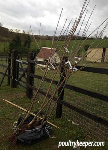 Fruit Trees