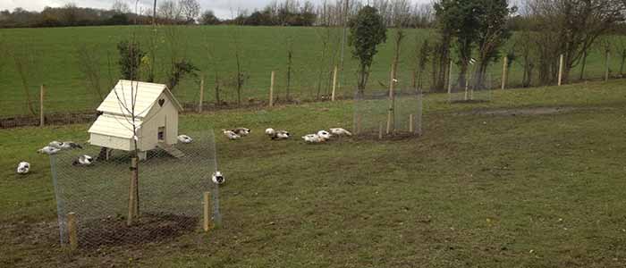 Poultry Orchard