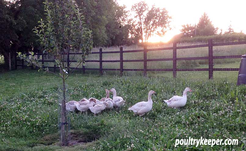 Poultry Orchard