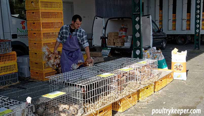 Chicken Market in France