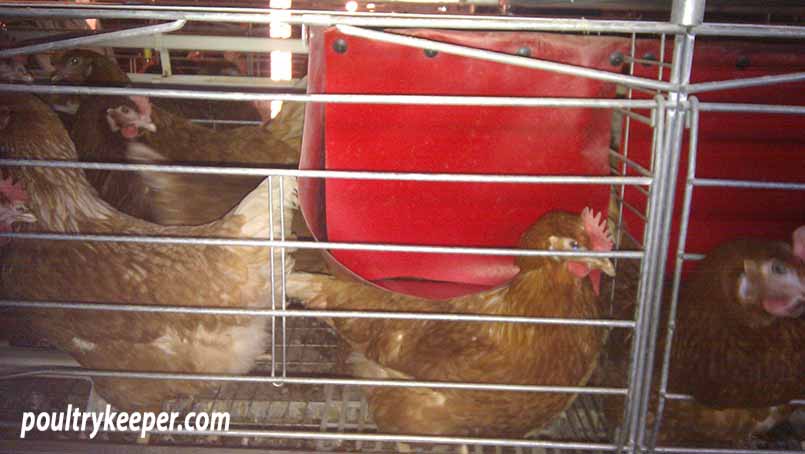 Nesting Box in Enriched Cage