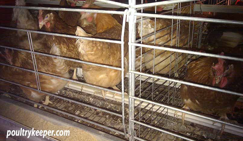 Enriched Cage of Battery Hens