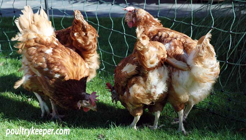 Ex-Battery Hens from Enriched and Colony Cages