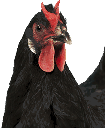 La Fleche Chicken French Breed