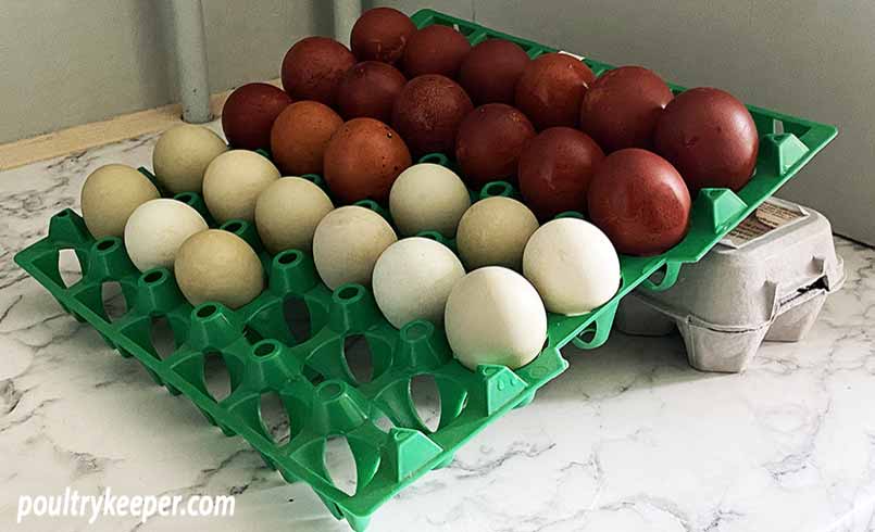 Cleaning and Storing Your Freshly Laid Eggs