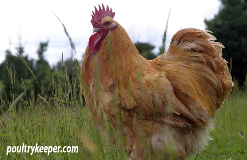 Buff Orpington Male