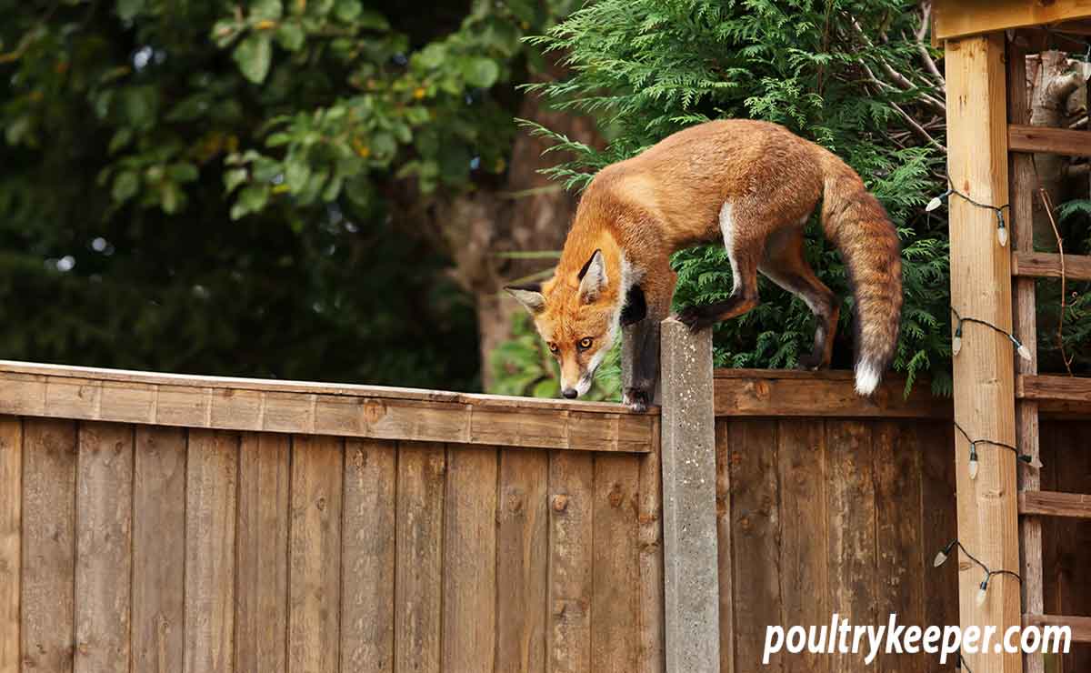 Fox on a fence looking for chickens