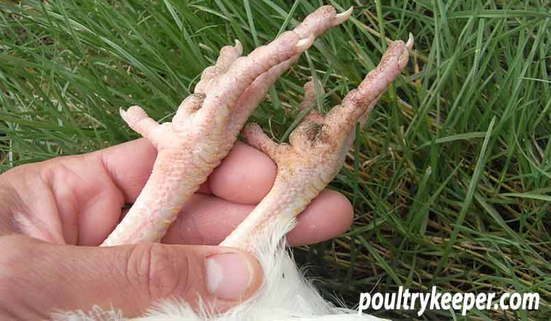 Male and Female chicks feet