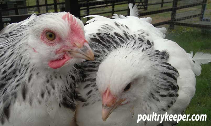 Combs and Wattles of chicks