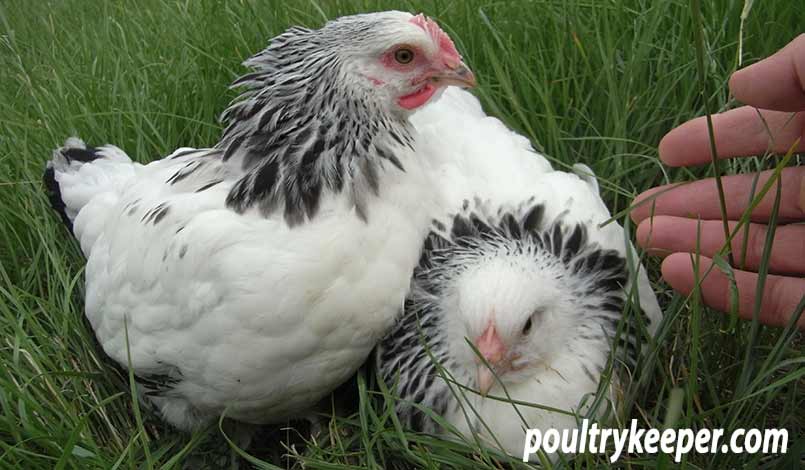 Hackles Raised on a Male Chick