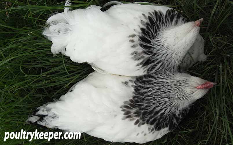 Tail Feathers for sexing chicks