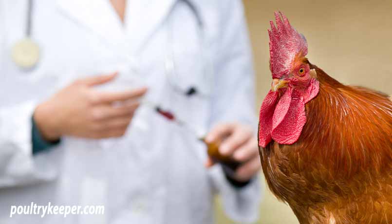 Vaccinating Chickens