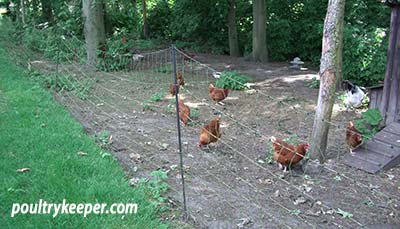 A Chicken Run in a small space