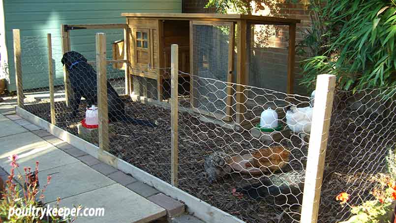 Chicken Run in Small Space