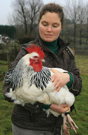 Light Sussex Cock being Held