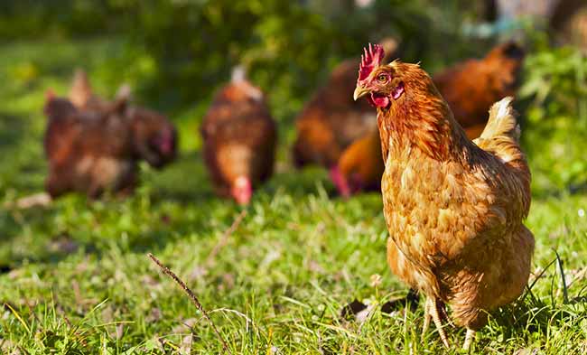 Free Range Hens for Omega 3 Eggs