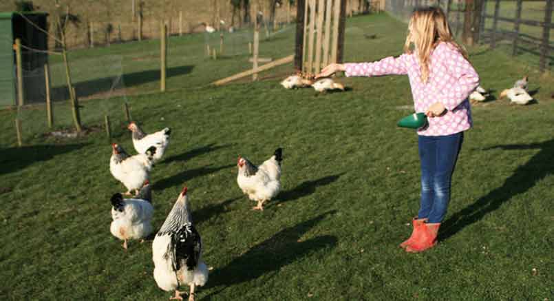 Looking After Chickens