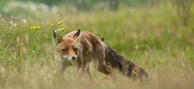 Fox