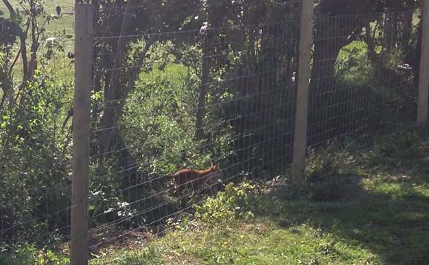 Fox-near-electric-fence