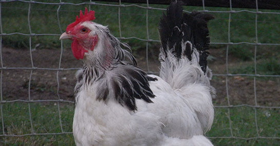 Moulting-Hen-Showing-Pin-Feathers