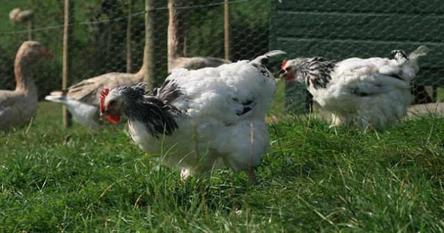 Time for the Annual Moult 16 moulting-chickens
