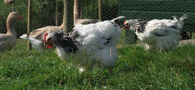 moulting-chickens