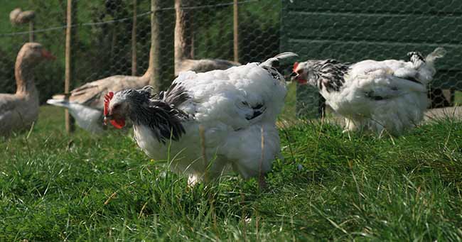 moulting-chickens