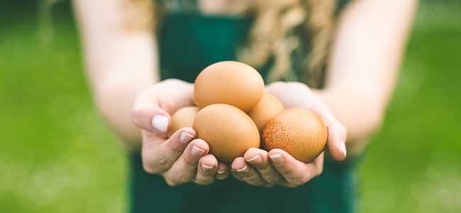 Fresh-Eggs