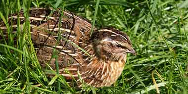 Quail