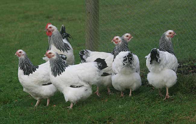 Who laid the blue green egg??? Flock has : 1 Iceland, 1 red Sussex