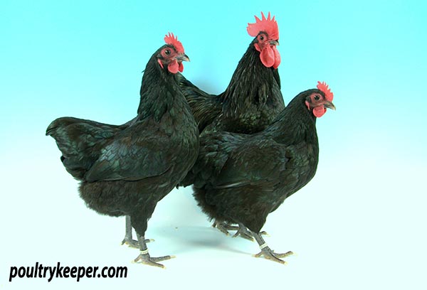 Trio Australorp Bantams