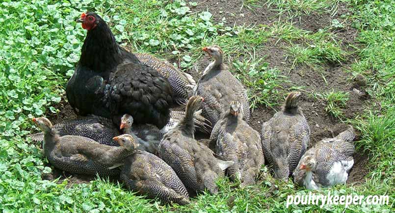 guinea fowl chicks