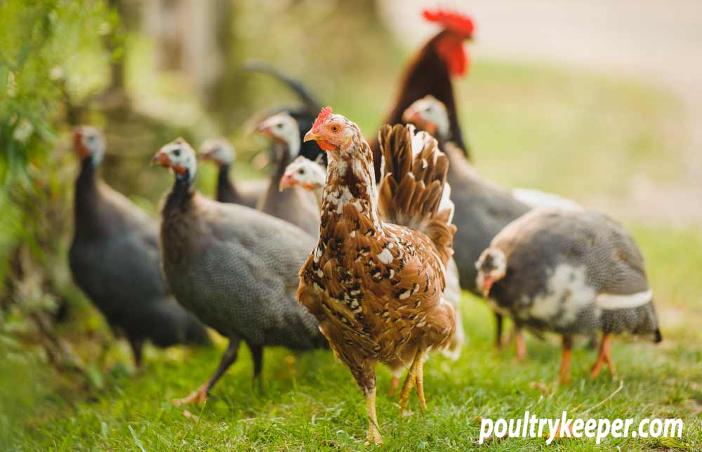 Why Guinea Fowl are the best pest control - Dine a Chook