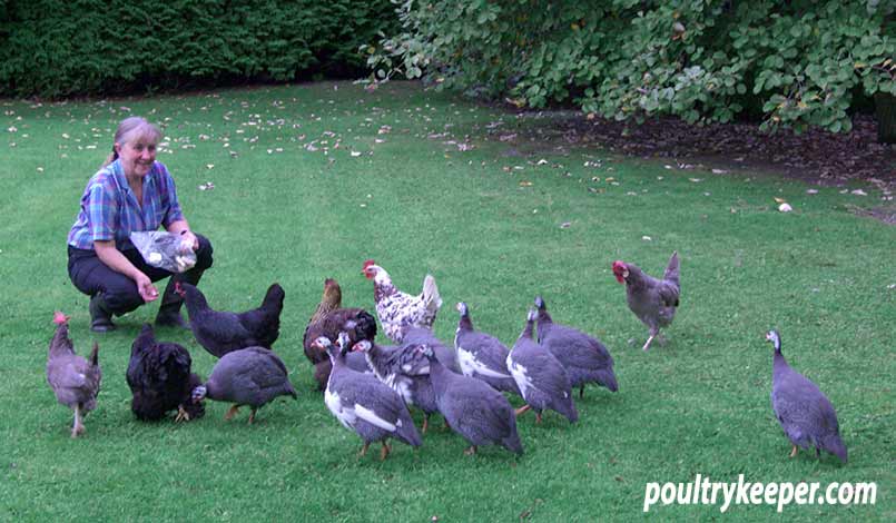 Feeding Guinea Fowl in the Garden