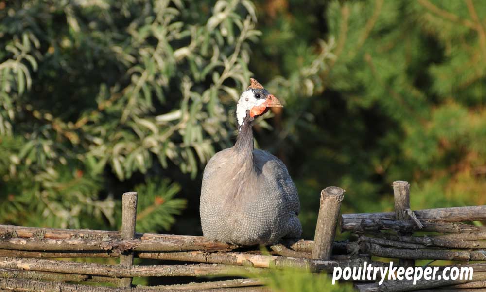 https://poultrykeeper.com/wp-content/uploads/2014/11/Guinea-Fowl-on-Fence_1000x600.jpg